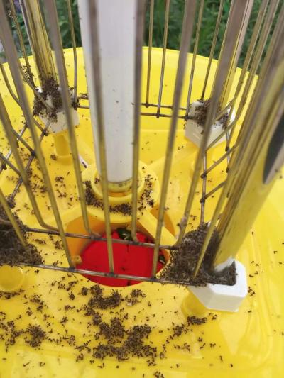 太陽能殺蟲燈殺蟲效果 太陽能殺蟲燈殺蟲效果